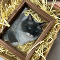 Multiple size options for custom pet portrait glass paintings